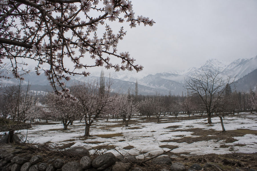 Kashmir, February
