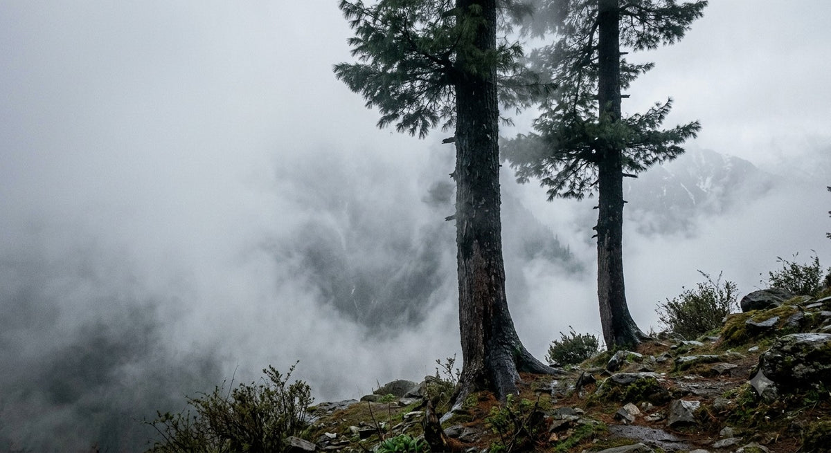Solang Nullah above Manali, mist in the deodars